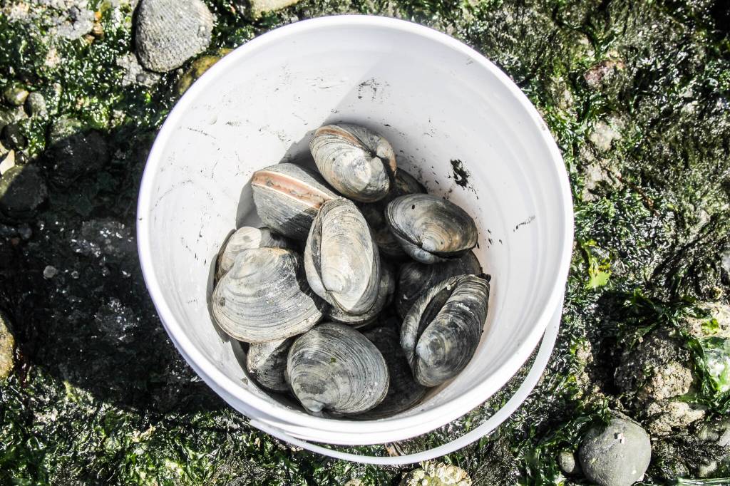 (Photo by Luisa Loi)
Bloom and Sakaguchi collected 12 clams Monday, which they later sent to the Washington State Department of Healths lab. While paralytic shellfish poison is produced by a type of phytoplankton, Marine Biotoxin Specialist Tracie Barry said most of these microscopic organisms are good and produce a large percentage of the oxygen in the planet.
