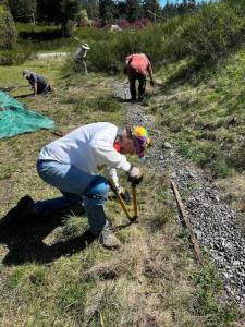 (Photo by Gary Olson)
Virgil Knackstedt takes out some Scotch broom with loppers. Cutting at the very base of the stem, flush with the ground, is most effective and wont disturb buried seeds.