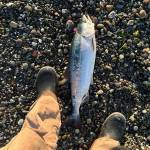 Photo by Aiden Santos.
Aiden Santoss 2024 catch at Keystone Beach was secured with a medium pink buzzbomb, orange bead and a squid skirt - in case an aspiring angler needs some inspiration.