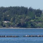 Photo by Susan Berta
Two canoes on Penn Cove compete in a race.