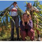 Photo provided 
Good Cheer Garden Co-leads Katherine Proulx and Carlee Bane harvest crops with a volunteer.