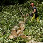 Isaac Leitz handles a chainsaw to fell trees at Keira Kingfisher's Clinton  home