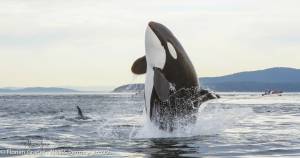 A documentary by a Whidbey Island filmmaker captures the lives of orcas living in the Salish Sea. (Photos by Florian Graner)