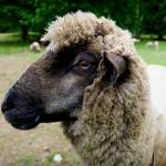 Photo by David Welton
Adventure has magnificently thick, curly wool that will someday be shorn for various uses.