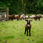 Photo by David Welton
Dibble the black sheep is interested in a photographers camera.