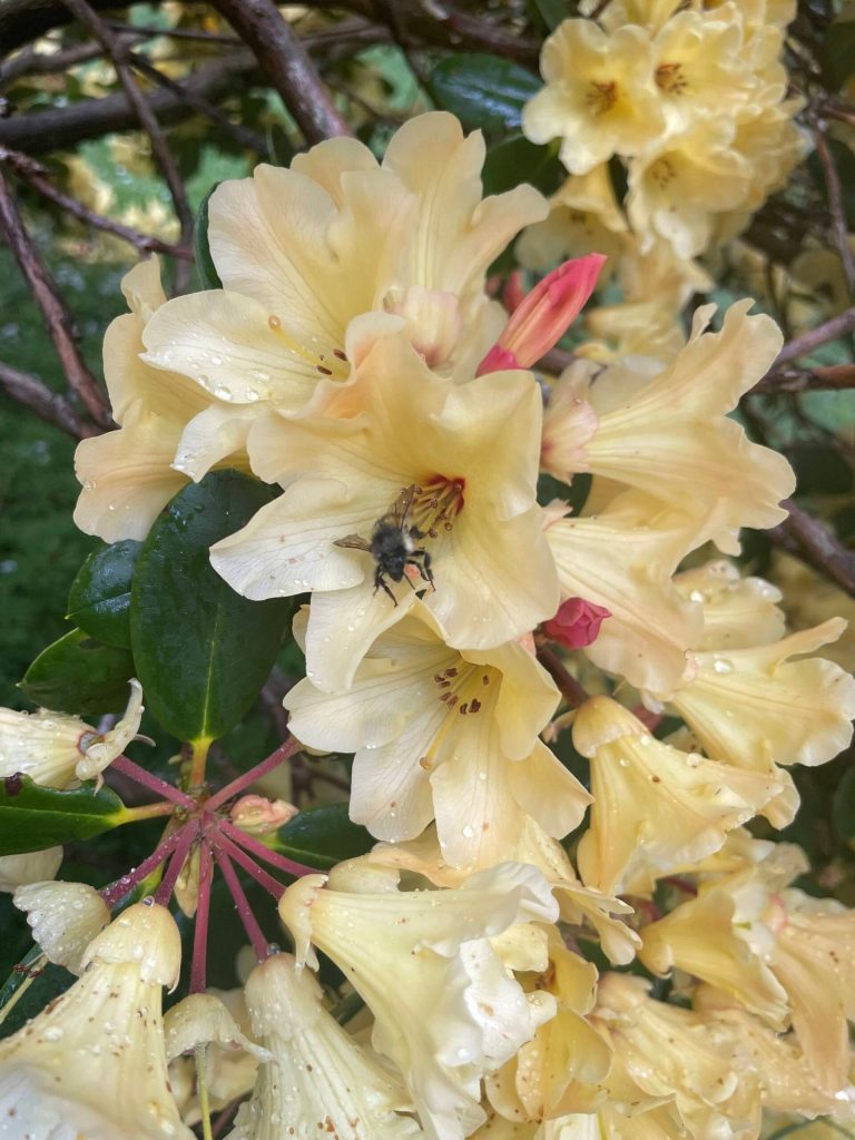 A bee checks out a rhodie.
