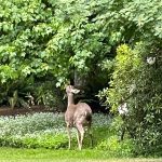 A doe chomps on bushes.
