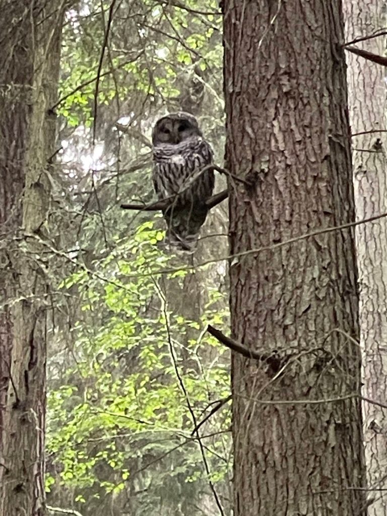 An owl stands guard near a pond in Meerkerk.