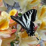Photo by Ron Newberry
A butterfly alights on a rhododendron blossom in Meerkerk Gardens.
