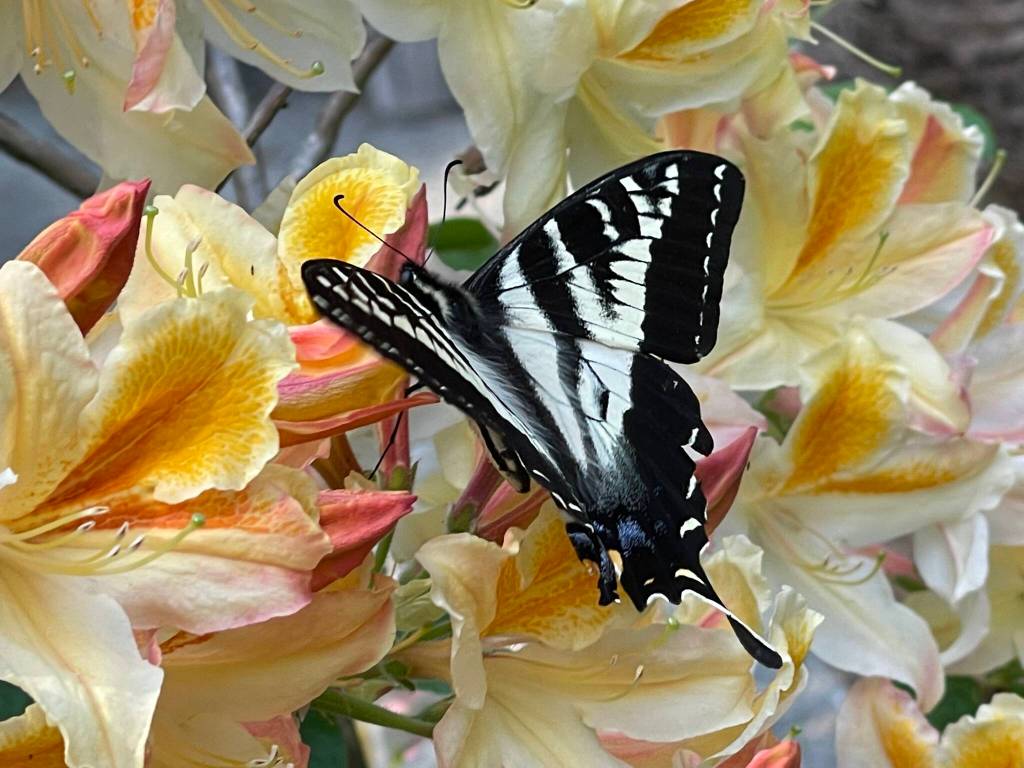 Photo by Ron Newberry
A butterfly alights on a rhododendron blossom.