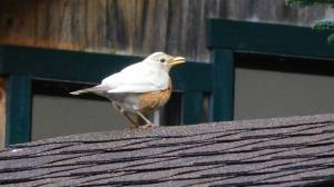 Photo by Linda Griesbach
This robin with leucism was spotted March 30 east of the Lone Lake boat launch.
