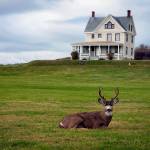 Photo by David Welton
A Coupeville buck lounges near Camp Casey.
