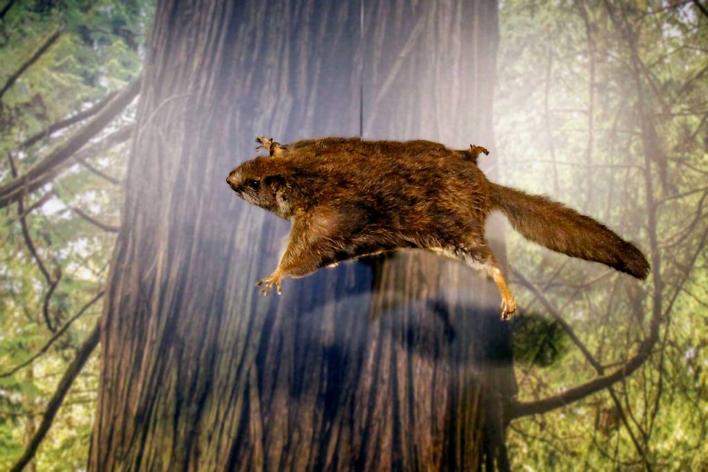 A stuffed flying squirrel soars in a newer Whidbey wildlife exhibit in the Coupeville museums lower level. (Photo by David Welton)