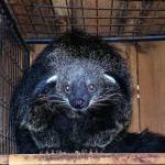 File photo
A binturong, native to Southeast Asia, is one of the more unusual animals in the sanctuary.