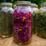 Photo by David Welton
Rosehips add vibrant color to tea mixes.