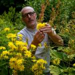 Photo by David Welton
Sean Wilson harvests scorzonera, a perennial with bright yellow flowers.
