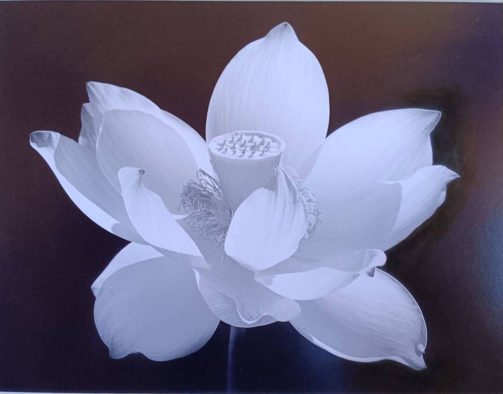 Lotus Lilly (Photo by William Schumm)