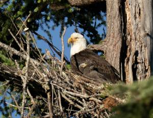 An eaglet in juvenile black plumage with its mother June 8 in their nest near Goss Lake on South Whidbey (Photo by Linda LaMar)
