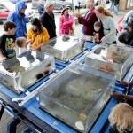 Children and their families gathered around a Shannon Point Marine Center touch tank event in Bellingham (Photo provided)