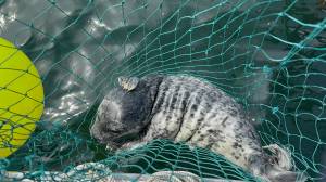 Photo courtesy of Central Puget Sound Marine Mammal Stranding Network
A seal pup caught in a net on the Fourth of July thrashed around for hours before being cut free by rescuers that afternoon.