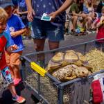 Raja, the resident tortoise of Critters and Co. Pet Center and Rescue, basks in the glow of some attention.