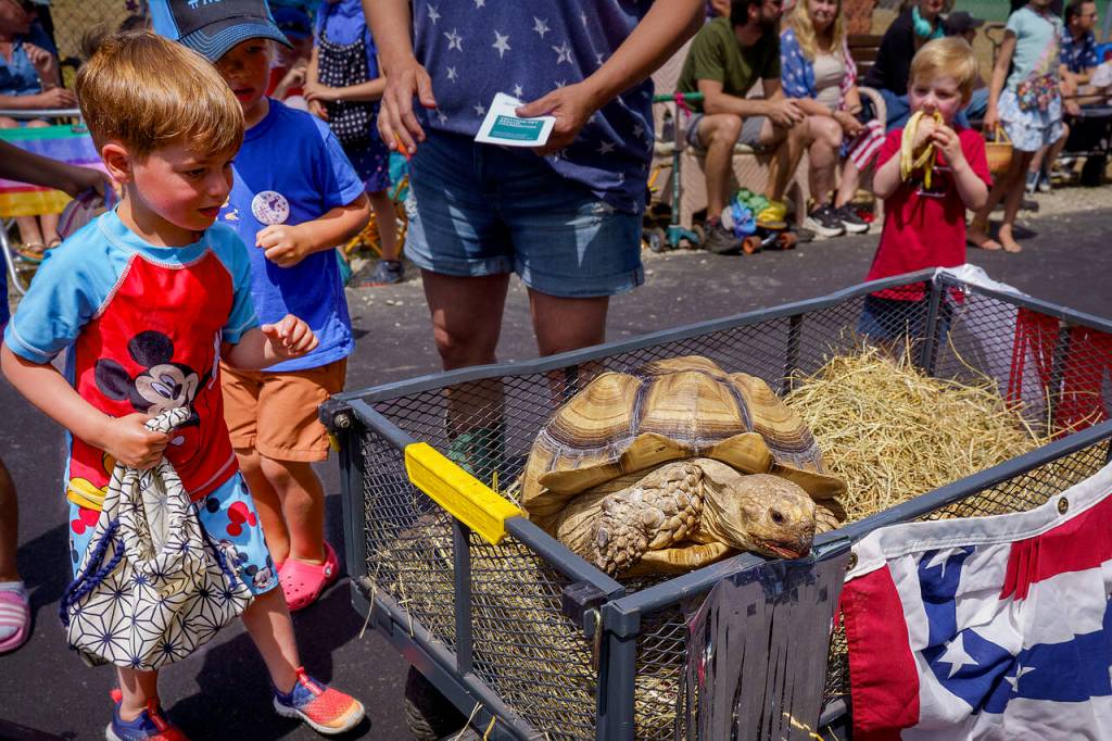 Raja, the resident tortoise of Critters and Co. Pet Center and Rescue, basks in the glow of some attention.