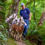 (Photo by David Welton) David Ross has been hiking with his pack goats for years but he only recently opened up the activity to other humans.