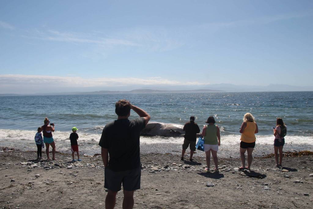 (Photo by Marina Blatt) 
A crowd formed to look at the whale.