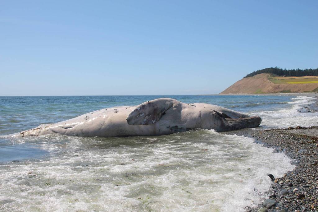 (Photo by Marina Blatt) 
The dead whale rested in front of the picturesque Ebeys Landing.