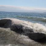 (Photo by Marina Blatt)
The whale was battered by waves, giving her corpse almost life-like movements.