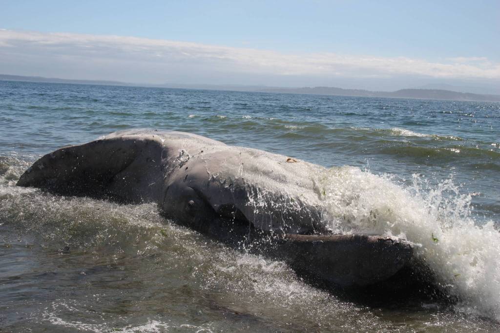 (Photo by Marina Blatt)
The whale was battered by waves, giving her corpse almost life-like movements.