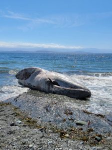 Photo provided by Yolanda Rosales