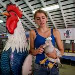 (Photo by David Welton) Lia Stamatiou, 17, of Freeland with Clover, a young Muscovy duck who has not yet developed her red caruncles.