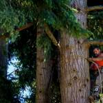 (Photo by David Welton) Workers cut down six large trees along Edgecliff Drive last week.