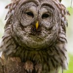 (Photo by Jennifer Holmes) A barred owl hoots at the photographer.
