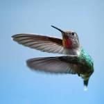 (Photo by Jennifer Holmes) A female Annas hummingbird soars through the air.