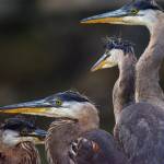 (Photo by Jennifer Holmes) Juvenile herons cluster together in the nest.