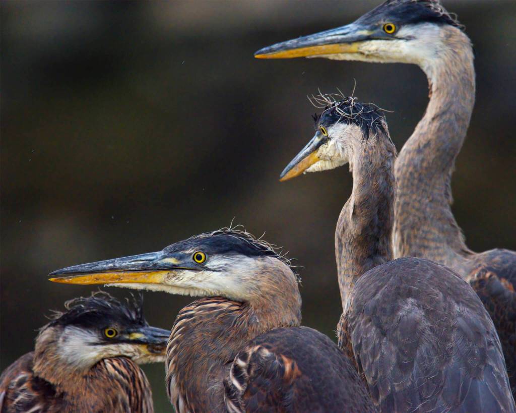 (Photo by Jennifer Holmes) Juvenile herons cluster together in the nest.