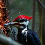 (Photo by Jennifer Holmes) A pileated woodpecker in action.