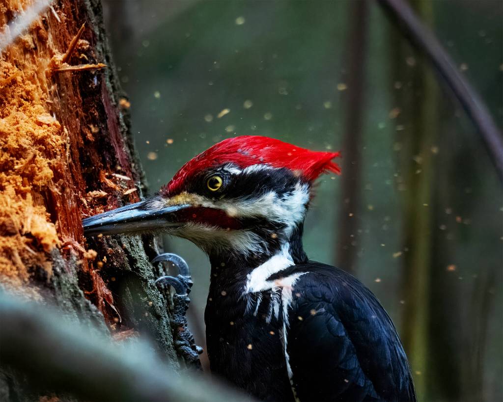 (Photo by Jennifer Holmes) A pileated woodpecker in action.
