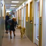 (Photo by Emily Gilbert) Volunteer puppy raiser Alana walks with an assistance dog-in-training through Summit Assistance Dogs new facility on Jones Road in North Whidbey.