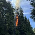 (Photo provided by Central Whidbey Island Fire and Rescue) Dry weather and a fallen tree caused a fire last weekend.