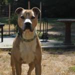 (Photo by Allyson Ballard) Poop Team 6 visits are enjoyed by clients, the Usemans and especially clients pets.