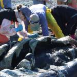 (Photo by Allyson Ballard) Many of the volunteers looked small positioned near the whales cavernous rib cage.
