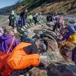 (Photo by David Welton) It took a village to dissect the massive whale completely.