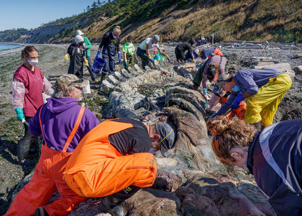 (Photo by David Welton) It took a village to dissect the massive whale completely.