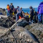 (Photo by David Welton) It was all hands on deck for the over 70 volunteers who worked on the rotting gray whale carcass, eager to aid in the dissection. They wore protective gear to avoid contracting diseases.