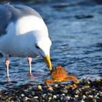(Photo by Jennifer Holmes) A gull prepares to feast on a crab.