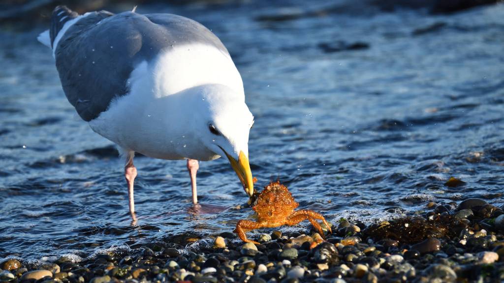 (Photo by Jennifer Holmes) A gull prepares to feast on a crab.