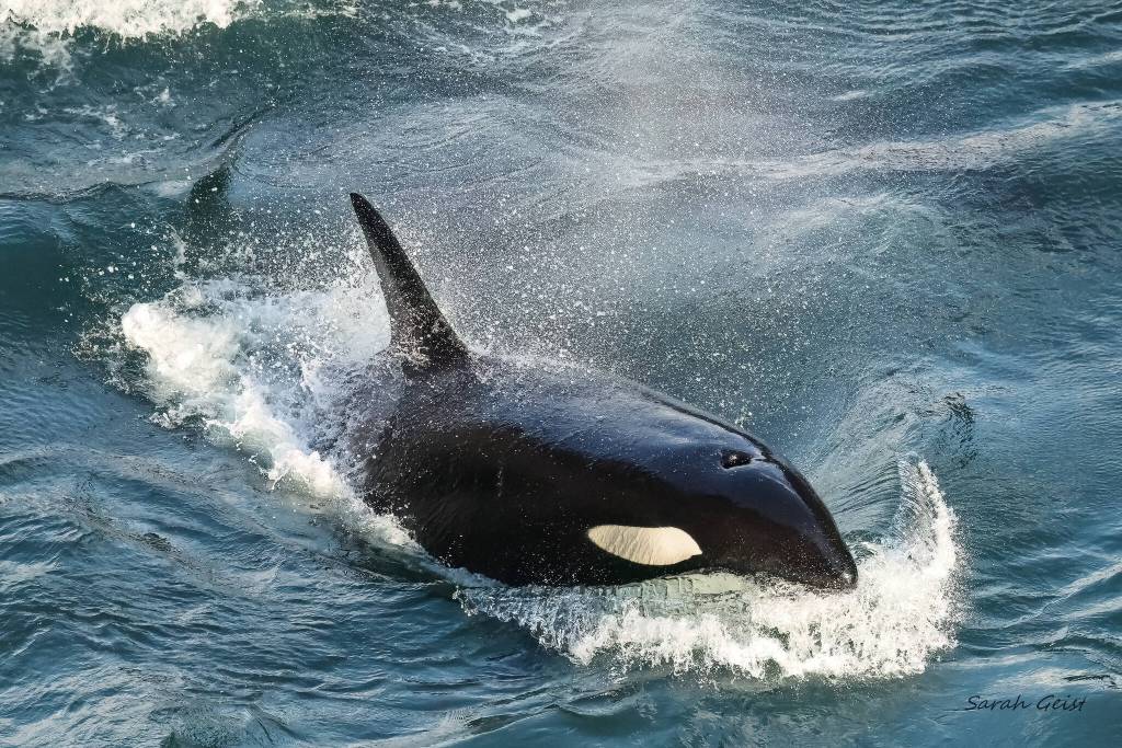 Photo by Sarah Geist